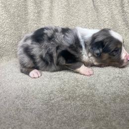 Bella - Blue merle female Miniature Australian Shepherd puppy in Alabama from SBA Aussies