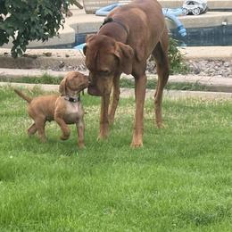 Vizslas from Summit Vizslas