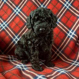 Asha - Black female Poodle puppy in Mayville, Michigan from Kathy Maize