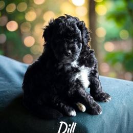 Dill - Black and white male Aussiedoodle puppy in Lebanon, Oregon from Abbott Family Farm