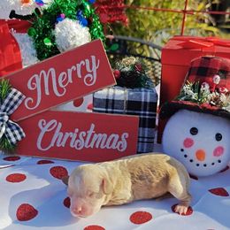 Pooh Bear - Apricot male Cavapoo puppy in Dallas, Texas from Halo's Heroes Doodles