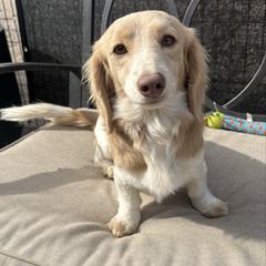 Churro - Dachshund