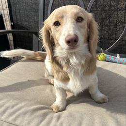 Churro - Dachshund