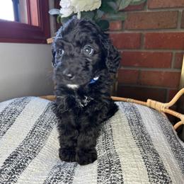 Blue Collar, Tim - Black and white male Bernedoodle puppy in Riverside, California from Wimbledon Bernedoodles