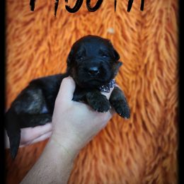 Mouth - Black and tan male German Shepherd puppy in Fort Jennings, Ohio from Von Holtzapple German shepherds