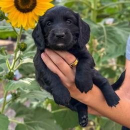 Sunny (AKC solid black) - Black male Dachshund puppy in Waddell, Arizona from Neu Doxies