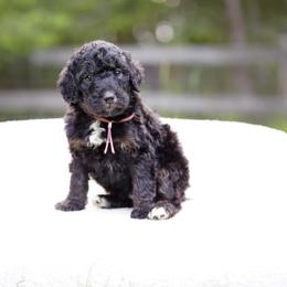 Pink collar - Phantom female Bernedoodle puppy in Spokane, Washington from Doodle Love