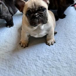 American Bully and French Bulldog Puppies from Bolt Action Kennel