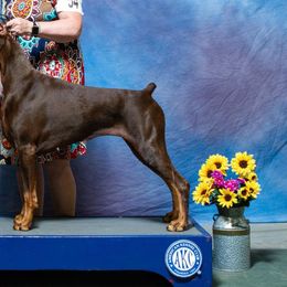 Doberman Pinschers from Candace Brey's Doberman Pinschers