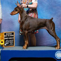 Doberman Pinschers from Candace Brey's Doberman Pinschers