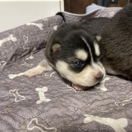 Wendy - Black and white female Siberian Husky puppy in Diamond Lake, Washington from Husky Haven WA