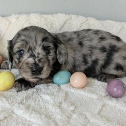 Ferdinand 3200 - Dapple male Dachshund puppy in Sonora, Kentucky from Maple Hill Miniature Dachshunds
