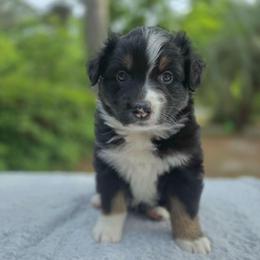 Hershey - Black tri-color female Australian Shepherd puppy in Summerville, South Carolina from Flowertown Aussies
