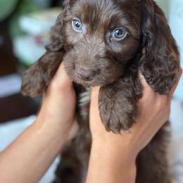 Noah - Brown male Cavapoo puppy in Bellingham, Washington from My Sweet Poodles and Doodles