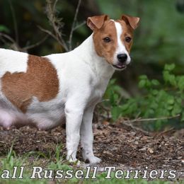 Nugget - Russell Terrier