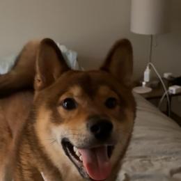 Koji - Red male Shiba Inu puppy in Derby, Kansas from Heart’s Desire Shiba Inus