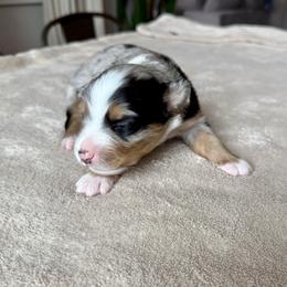 Miniature Australian Shepherd Puppies from Dripping Springs Mini Aussies
