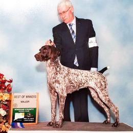 German Shorthaired Pointer All Grown Up from Windward German Shorthaired Pointers