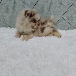 Nymeria - Chocolate merle female Pomeranian puppy in Moody, Texas from Luxury Pets of Central Texas