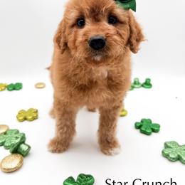 Star Crunch - Red  female Goldendoodle puppy in Sunman, Indiana from Brunsman Country Doodles LLC