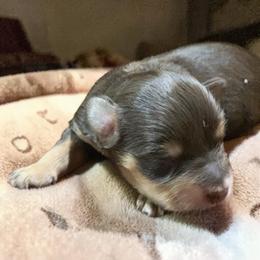 Huxley - Liver male Miniature Schnauzer puppy in Kentucky from Mrs Bs Teeny Schnauzers & Doodles