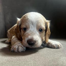 Junebug - Piebald male Dachshund puppy in Highland, California from BAES Teufelshunde