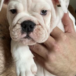 Bulldog Puppies from Pitts Kennel