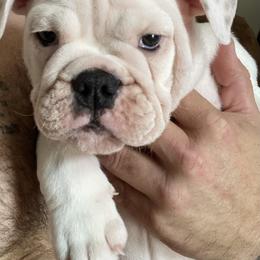 Bulldog Puppies from Pitts Kennel