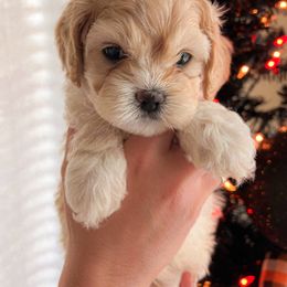 Cockapoo, Double Doodle, and Poodle Puppies from Cedar Creek Canines