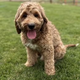 Goldendoodle All Grown Up from Polly Wolly Doodles