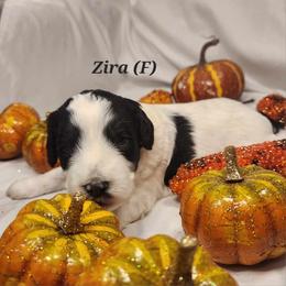 Double Doodle, Goldendoodle, and Labradoodle Puppies from Godley Doodles Of Texas