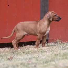 Rhodesian Ridgeback Puppies from Supernova Ridgebacks