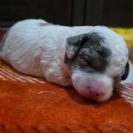 Dasher - Blue roan male Cockapoo puppy in Calhoun, Georgia from Emerald J Doodles