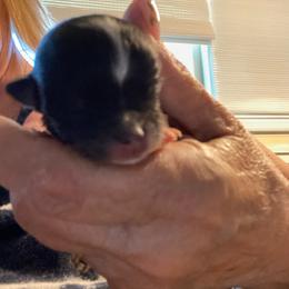 Harper - Black and white female Chihuahua puppy in Red Bluff, California from Aye Chihuahua
