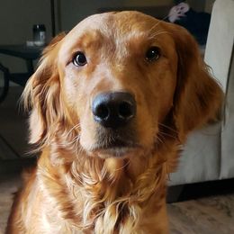 Lilly - Golden Retriever