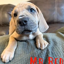 Mr. Red Plaid (Red) - Fawn male Great Dane puppy in Monroe, Utah from Indigo Blu Danes
