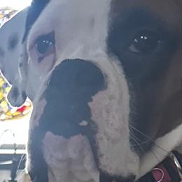 Ziggy - Boxer