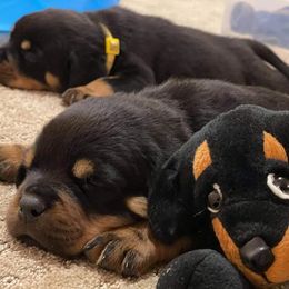 Rottweilers from Rj Hackett