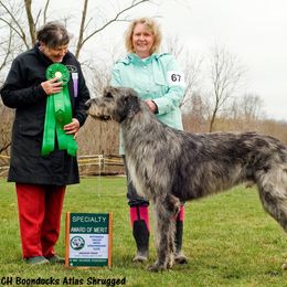Irish Wolfhound Puppies from Boondocks Irish Wolfhounds