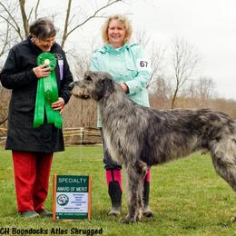 Irish Wolfhound Puppies from Boondocks Irish Wolfhounds