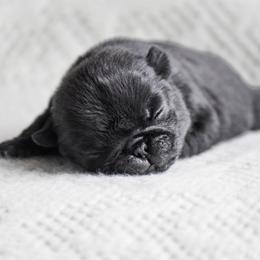 Monroe - Black female Pug puppy in Caldwell, Ohio from Folklore Kennel