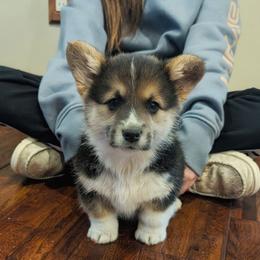 Vera - Black and tan female Pembroke Welsh Corgi puppy in Coleman, Michigan from Salt Creek Farm Dogs
