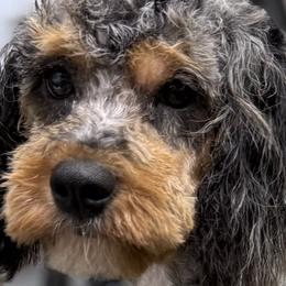 Cockapoo puppies from Mosaic Merle Doodles