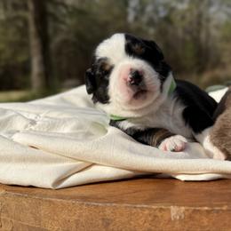 Molasses - Black tri male Miniature American Shepherd puppy in Minden, Louisiana from Ironwood Creek