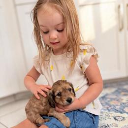 Author - Red male Dachshund puppy in Richmond, Virginia from Irresistible Dachshunds & Cavaliers