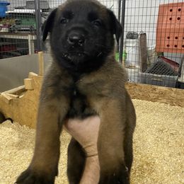 Belgian Malinois, Dutch Shepherd, and xDutch Shepherd Puppies from Raw Nature K9