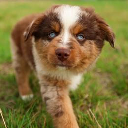 Rocker - Red merle male Miniature Australian Shepherd puppy in Godley, Texas from Flying H Toy and Mini Aussies