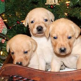 Labrador Retrievers from Cedar Swamp Retrievers