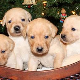 Labrador Retrievers from Cedar Swamp Retrievers