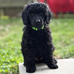 Amadeus - Black male Poodle puppy in Hartselle, Alabama from Phare Poodles